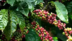 branches of coffee cherries