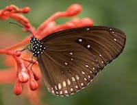 butterfly on flower