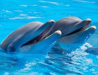 two dolphins in water smiling