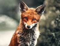 fox stareing into camera