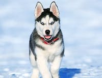 husky puppy walking toward camera