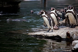 penguins walking into water
