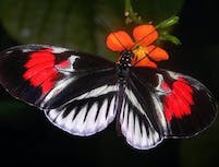 close up of black and orange butterfly