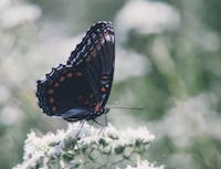 black butterfly on flower