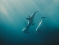 dolphin in water