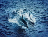 dolphins in waves