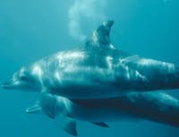 two dolphins swimming
