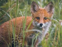 fox standing in long grass