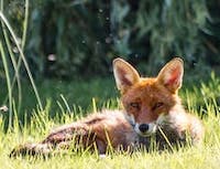 fox laying in grass