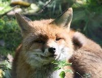 fox head close up