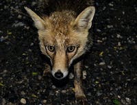fox from above