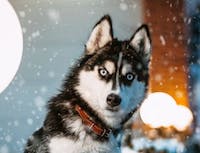 husky from the side
