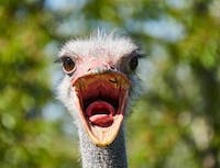 ostrich with its mouth open