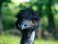 black ostrich looking at camera