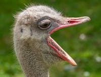 ostrich head to side with its mouth open