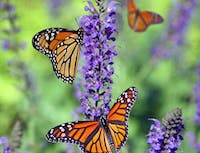 monarch butterfly in flower field
