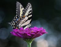 black and yellow butterfly on purple flower