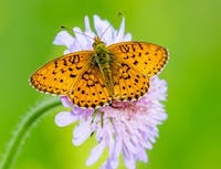 orange butterfly from above