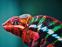 red and green chameleon