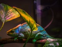 colorful chameleon