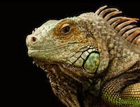 close up f chameleon head from side
