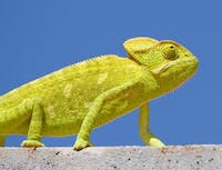 yellow chameleon from the side