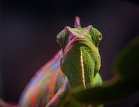 chameleon sticking out its tongue