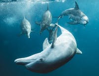 group of dolphins swimming