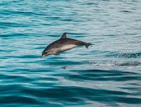 one dolphin jumping