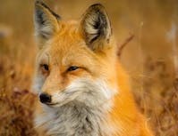 fox looking off to the distance