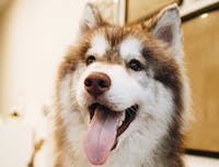 brown husky with mouth open