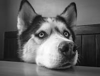 husky close up of thier nose