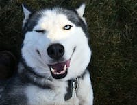 husky looking at camera