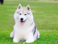 husky sitting on grass