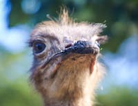ostrich looking up