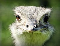 ostrich head close up